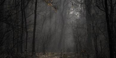 A mysterious path through a foggy forest, evoking a moody autumn atmosphere.