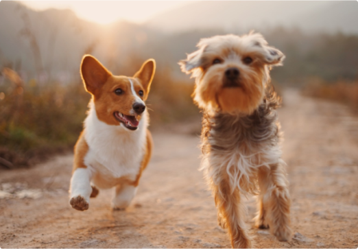 a picture of two dogs running